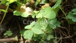 클로버, clover, leaf, 잎, plant, 사진,이미지,일러스트,캘리그라피 - glow작가 크라우드픽 - 저작권 걱정 없는 상업용 이미지