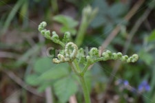 plant, 식물, 고사리, 고사리아웃포커스, 영국자연, 사진,이미지,일러스트,캘리그라피 - 하늘사색작가 크라우드픽 - 저작권 걱정 없는 상업용... 
