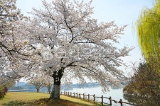 꽃, flower, 나무, tree, 벚꽃, 사진,이미지,일러스트,캘리그라피 - 운사작가 크라우드픽 - 저작권 걱정 없는 상업용 이미지