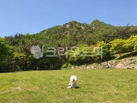 자연, 강아지, 반려견, 산, 나무, 사진,이미지,일러스트,캘리그라피 - 2000860058작가 크라우드픽 - 저작권 걱정 없는 상업용 이미지