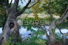 나무, 자연, 가을, 강, 단풍, 사진,이미지,일러스트,캘리그라피 - joojh67작가 크라우드픽 - 저작권 걱정 없는 상업용 이미지