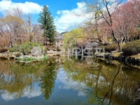 연못, 경주, 벚꽃, 불국사, 나무, 사진,이미지,일러스트,캘리그라피 - kimsm2029작가 크라우드픽 - 저작권 걱정 없는 상업용 이미지