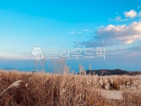 가을, 가을하늘, 갈대, 갈대밭, 억세밭, 사진,이미지,일러스트,캘리그라피 - 찐라이언작가 크라우드픽 - 저작권 걱정 없는 상업용 이미지
