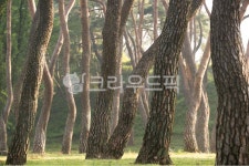 소나무, 소나무숲, 소나무풍경, 안개, 숲, 사진,이미지,일러스트,캘리그라피 - krein1작가 크라우드픽 - 저작권 걱정 없는 상업용 이미지