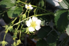 식물, plant, 꽃, 딸기꽃, 하얀꽃, 사진,이미지,일러스트,캘리그라피 - picminji작가 크라우드픽 - 저작권 걱정 없는 상업용 이미지