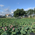 연꽃, 연못, 자연, 풍경, 날씨, 사진,이미지,일러스트,캘리그라피 - M2ryu작가 크라우드픽 - 저작권 걱정 없는 상업용 이미지