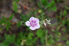 패랭이꽃, 꽃, 식물, 공원, 자연, 사진,이미지,일러스트,캘리그라피 - 함께사는세상작가 크라우드픽 - 저작권 걱정 없는 상업용 이미지