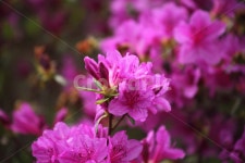 진달래, 꽃, 두견화, koreanrosebay, 봄, 사진,이미지,일러스트,캘리그라피 - 산사람작가 크라우드픽 - 저작권 걱정 없는 상업용 이미지