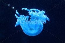 해파리, 수족관, 빛, 파란색, 파랑, 사진,이미지,일러스트,캘리그라피 - 이윤주작가 크라우드픽 - 저작권 걱정 없는 상업용 이미지