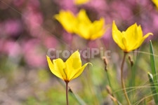 야생화, 꽃, 원예종, 정원, 화단, 사진,이미지,일러스트,캘리그라피 - space작가 크라우드픽 - 저작권 걱정 없는 상업용 이미지