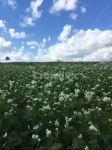nature, field, 메밀밭, 구름, 자연, 사진,이미지,일러스트,캘리그라피 - hughie작가 크라우드픽 - 저작권 걱정 없는 상업용 이미지