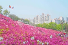 철쭉, 분홍색, 철쭉동산, blossom, 꽃, 사진,이미지,일러스트,캘리그라피 - 가욤작가 크라우드픽 - 저작권 걱정 없는 상업용 이미지
