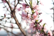 복사꽃, 복숭아꽃, 봄, springflower, spring, 사진,이미지,일러스트,캘리그라피 - 이로운향기작가 크라우드픽 - 저작권 걱정 없는 상업용... 