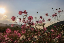 코스모스, cosmos, 꽃, flower, 꽃길, 사진,이미지,일러스트,캘리그라피 - 고운경작가 크라우드픽 - 저작권 걱정 없는 상업용 이미지