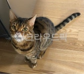 고양이, 벵갈고양이, 뱅갈고양이, bengalcat, cat, 사진,이미지,일러스트,캘리그라피 - godgowk작가 크라우드픽 - 저작권 걱정 없는 상업용... 