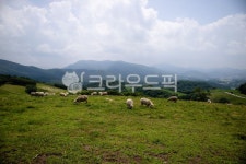 양떼목장, 목장, 포유동뮬, 양, 산, 사진,이미지,일러스트,캘리그라피 - 애롱작가 크라우드픽 - 저작권 걱정 없는 상업용 이미지