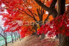 단풍, 공원, 내수면환경생태공원, 붉은단풍, 아름다움, 사진,이미지,일러스트,캘리그라피 - 오륙도열이작가 크라우드픽 - 저작권 걱정 없는 상업용... 
