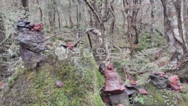 숲, 삼림, 자연, 나무, 초목, 사진,이미지,일러스트,캘리그라피 - myfriendv작가 크라우드픽 - 저작권 걱정 없는 상업용 이미지