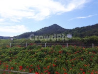 양귀비, 꽃, 풍경, 자연, 맑음, 사진,이미지,일러스트,캘리그라피 - 꽃피는3작가 크라우드픽 - 저작권 걱정 없는 상업용 이미지