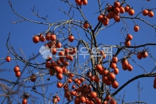 겨울, 홍시, 감나무, 까치밥, 곶감, 사진,이미지,일러스트,캘리그라피 - ineco2983작가 크라우드픽 - 저작권 걱정 없는 상업용 이미지