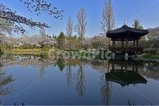 보문정, 경주, 보문관광단지, 벚꽃, 호수, 사진,이미지,일러스트,캘리그라피 - 일출작가 크라우드픽 - 저작권 걱정 없는 상업용 이미지