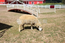 목장, 양떼목장, 풀, 들판, 울타리, 사진,이미지,일러스트,캘리그라피 - herjoon1610작가 크라우드픽 - 저작권 걱정 없는 상업용 이미지