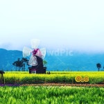 낙동강우채축제, 유채축제, 유채꽃, 남지, 풍차, 사진,이미지,일러스트,캘리그라피 - Nchjs1277작가 크라우드픽 - 저작권 걱정 없는 상업용 이미지