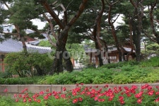 고궁, 덕수궁, 서울여행, 궁궐, 하막꽃, 사진,이미지,일러스트,캘리그라피 - 화이통작가 크라우드픽 - 저작권 걱정 없는 상업용 이미지