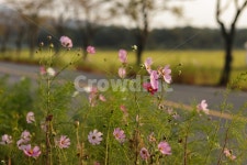 blossom, geranium, 제라늄, flower, 꽃, 사진,이미지,일러스트,캘리그라피 - whddn201작가 크라우드픽 - 저작권 걱정 없는 상업용 이미지