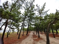 강원도, 바다, 솔밭, 데크, 소나무향, 사진,이미지,일러스트,캘리그라피 - Open Sky 작가 크라우드픽 - 저작권 걱정 없는 상업용 이미지