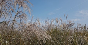 갈대, 억새, 가을, 줄기, 바람, 사진,이미지,일러스트,캘리그라피 - 자수정작가 크라우드픽 - 저작권 걱정 없는 상업용 이미지