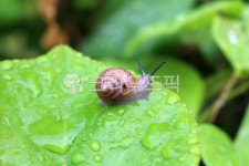 곤충, 동물, 무척추동물, insect, 달팽이, 사진,이미지,일러스트,캘리그라피 - benjamin작가 크라우드픽 - 저작권 걱정 없는 상업용 이미지