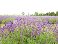 여름, 라벤더, 라벤더농장, 보라색, 자연, 사진,이미지,일러스트,캘리그라피 - JHSARAH작가 크라우드픽 - 저작권 걱정 없는 상업용 이미지