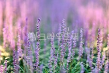 맥문동, 솔밭, 보라, 공원, 자연, 사진,이미지,일러스트,캘리그라피 - pandora4077작가 크라우드픽 - 저작권 걱정 없는 상업용 이미지