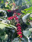 커피체리, 커피열매, 커피나무, coffeecherry, plant, 사진,이미지,일러스트,캘리그라피 - chorokggum작가 크라우드픽 - 저작권 걱정 없는... 