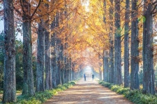 전남, 나주, 수목원, 산림자원연구소, 메타길, 사진,이미지,일러스트,캘리그라피 - 영산공작가 크라우드픽 - 저작권 걱정 없는 상업용 이미지