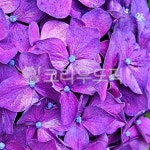 flower, 꽃, petal, 꽃잎, purple, 사진,이미지,일러스트,캘리그라피 - jysh96작가 크라우드픽 - 저작권 걱정 없는 상업용 이미지