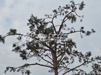 나무, 흐린하늘, 소나무, 자연, 나무한그루, 사진,이미지,일러스트,캘리그라피 - Nmilkywayng작가 크라우드픽 - 저작권 걱정 없는 상업용 이미지