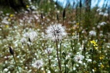 민들레, 민들레씨, 미국민들레, 미국민들레씨, 배경, 사진,이미지,일러스트,캘리그라피 - dominepsj작가 크라우드픽 - 저작권 걱정 없는 상업용... 