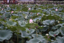 연꾳, 전주덕진공원, 전주덕진공원다리, 전주한옥마을, 전주연꽃, 사진,이미지,일러스트,캘리그라피 - 마중물작가 크라우드픽 - 저작권 걱정 없는... 