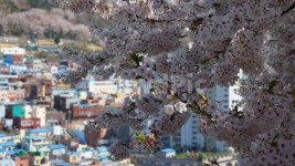 부산, 감천문화마을, 벚꽃, 꽃, 봄, 사진,이미지,일러스트,캘리그라피 - 늘보인간작가 크라우드픽 - 저작권 걱정 없는 상업용 이미지