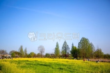 잔디밭, 유채꽃, 노란꽃, 꽃밭, 봄, 사진,이미지,일러스트,캘리그라피 - 집시작가 크라우드픽 - 저작권 걱정 없는 상업용 이미지