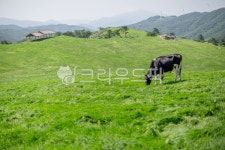 삼양목장, 목장, 목축업, 목초지, 평화로운, 사진,이미지,일러스트,캘리그라피 - pobiris작가 크라우드픽 - 저작권 걱정 없는 상업용 이미지