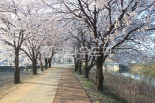 식물, 자연, 벗꽃길, 벗꽃, 봄, 사진,이미지,일러스트,캘리그라피 - 솔바람작가 크라우드픽 - 저작권 걱정 없는 상업용 이미지