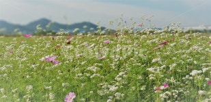 가을, 꽃, 코스모스, 메밀, 순수, 사진,이미지,일러스트,캘리그라피 - 샤론하작가 크라우드픽 - 저작권 걱정 없는 상업용 이미지
