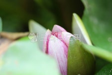 연꽃, 꽃봉우리, 꽃, flower, plant, 사진,이미지,일러스트,캘리그라피 - roseb614작가 크라우드픽 - 저작권 걱정 없는 상업용 이미지