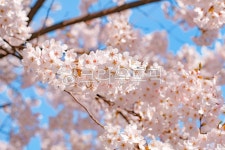 벚꽃, plant, flower, blossom, cherryblossom, 사진,이미지,일러스트... reenma작가 크라우드픽 - 저작권 걱정 없는 상업용 이미지