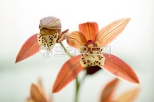 보세란, 난꽃, 겨울난, 동양란, 란꽃, 사진,이미지,일러스트,캘리그라피 - 마퉁이작가 크라우드픽 - 저작권 걱정 없는 상업용 이미지