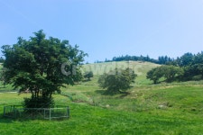 목장, 산, 강릉, 나무, 하늘, 사진,이미지,일러스트,캘리그라피 - 행복한복숭아작가 크라우드픽 - 저작권 걱정 없는 상업용 이미지