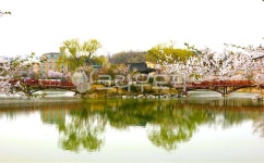 nature, 자연, outdoors, 옥외, 벗꽃, 사진,이미지,일러스트,캘리그라피 - Npbd8302작가 크라우드픽 - 저작권 걱정 없는 상업용 이미지